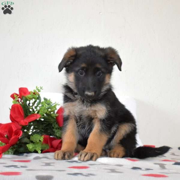 Ava, German Shepherd Puppy