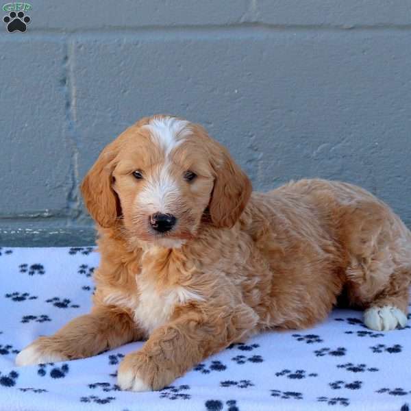 Avery, Goldendoodle Puppy
