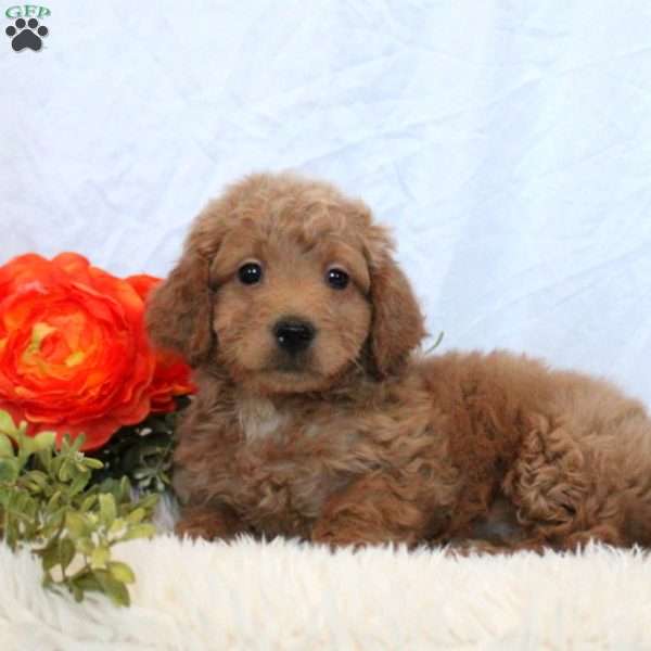 Avery, Mini Goldendoodle Puppy
