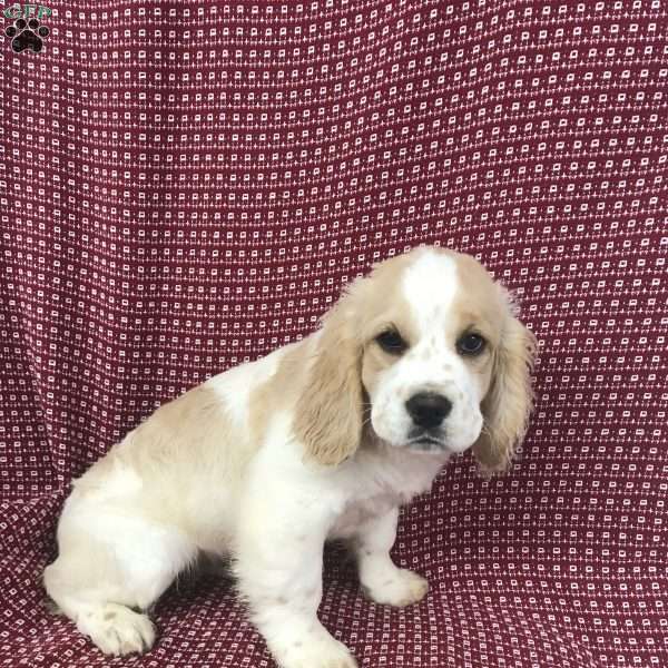 Stella- mini, Saint Bernard Puppy