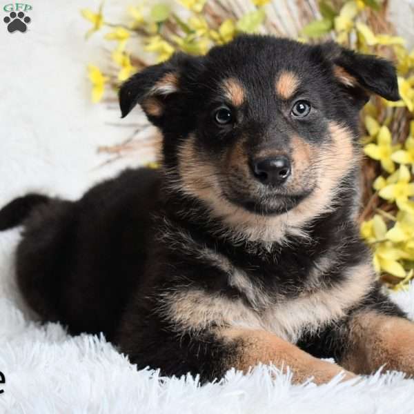 Sadie, German Shepherd Puppy