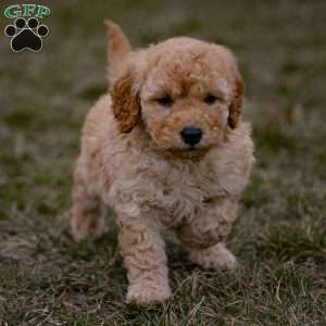 Bailey, Mini Goldendoodle Puppy