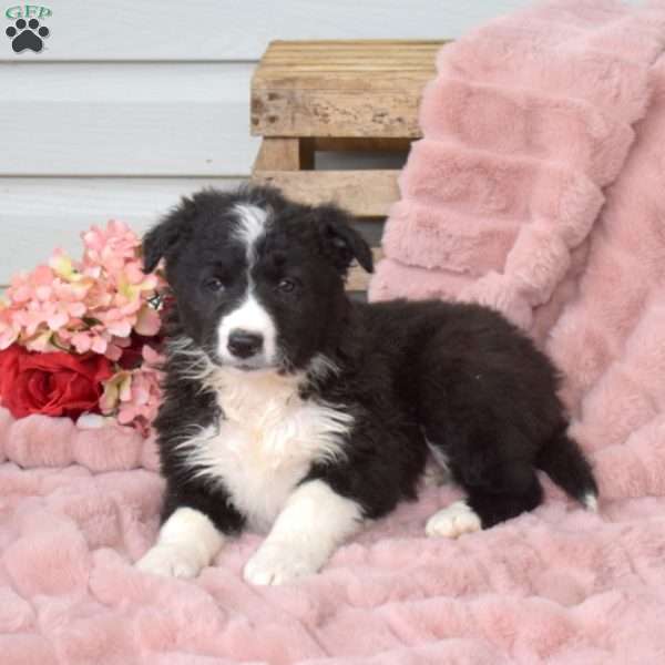 Bailey, Border Collie Puppy