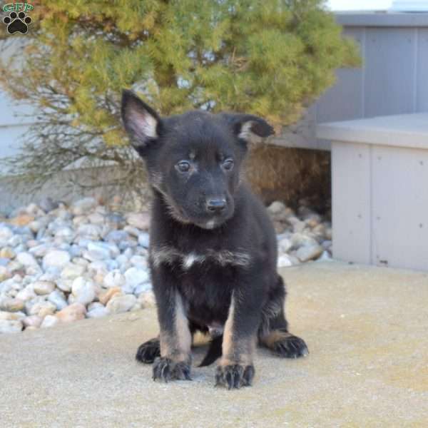 Bandit, German Shepherd Puppy