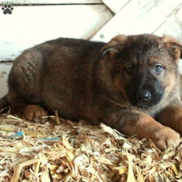 Barry, German Shepherd Puppy