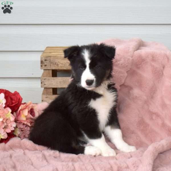 Basil, Border Collie Puppy