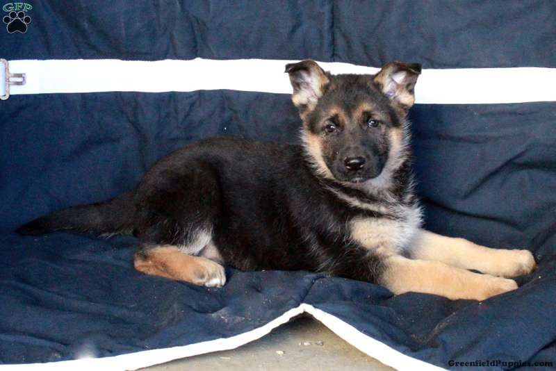 Beatrice German Shepherd Puppy For Sale in Pennsylvania