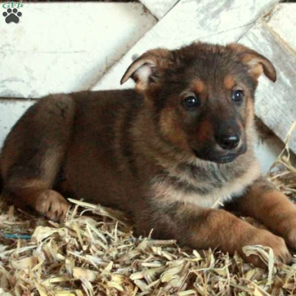 Beatrix, German Shepherd Puppy