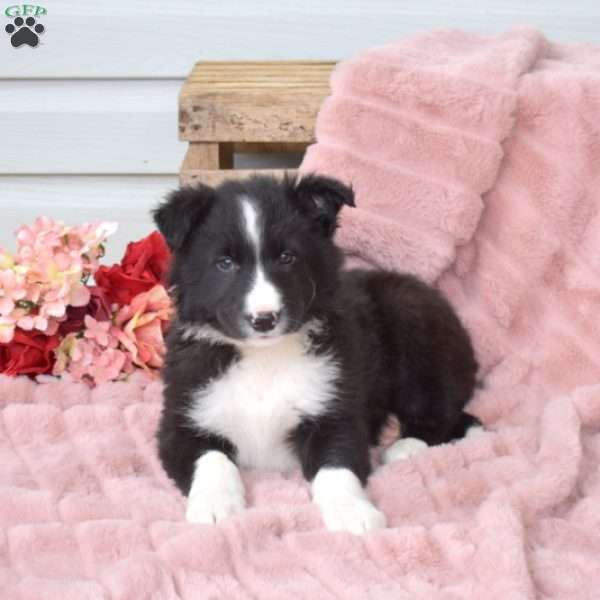 Beau, Border Collie Puppy