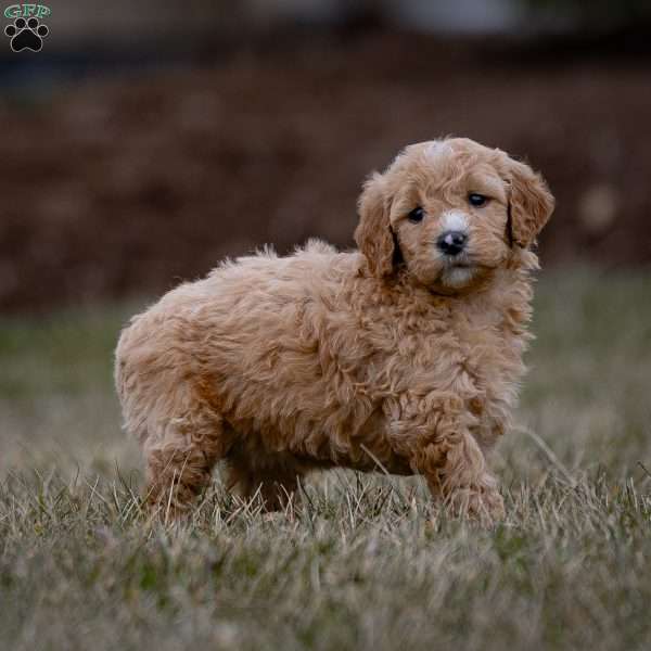 Becky, Mini Goldendoodle Puppy
