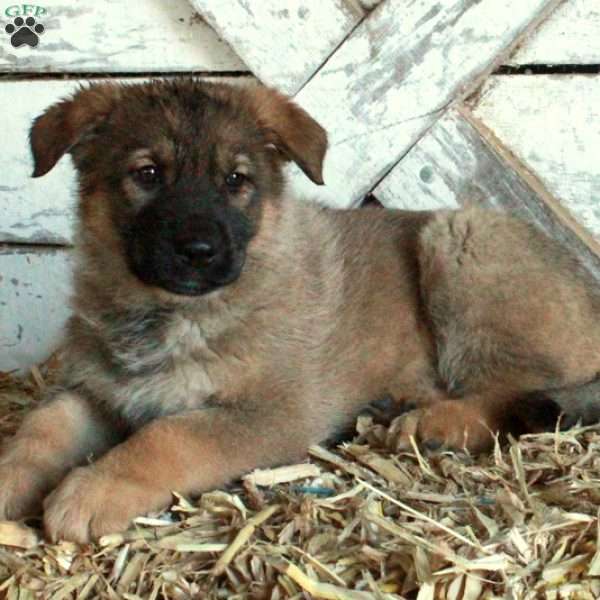 Belinda, German Shepherd Puppy