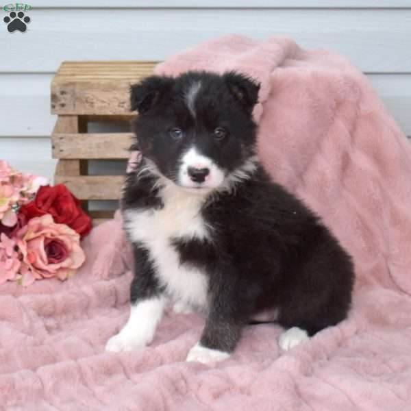 Bella, Border Collie Puppy