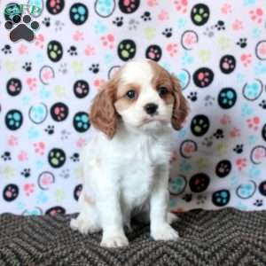 Benji, Cavalier King Charles Spaniel Puppy