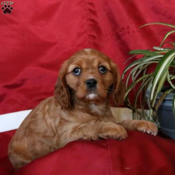 Brittany, Cavalier King Charles Spaniel Puppy