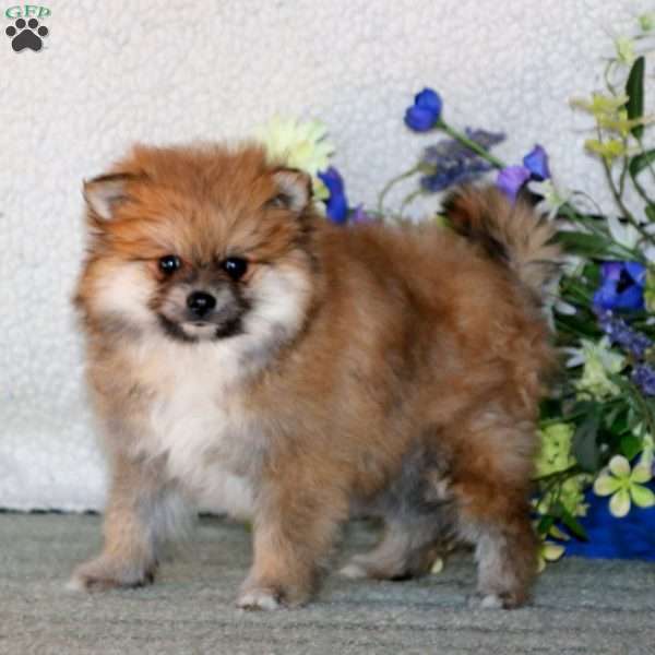 Benji, Pomeranian Puppy