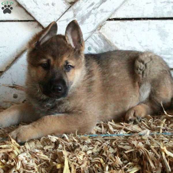 Benny, German Shepherd Puppy