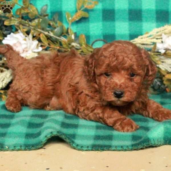 Benny, Miniature Poodle Puppy