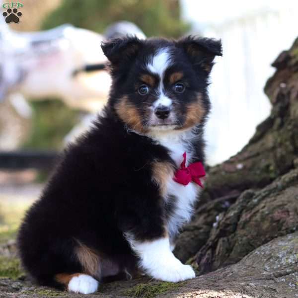 Benny, Miniature Australian Shepherd Puppy