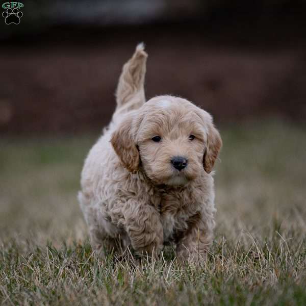 Bently, Mini Goldendoodle Puppy