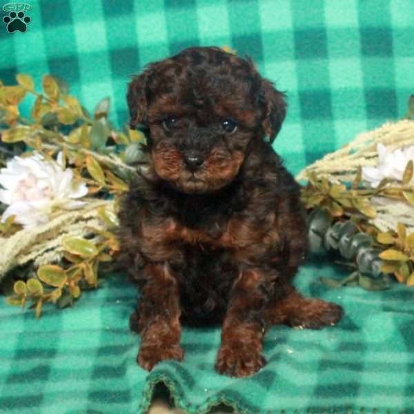 Bess, Miniature Poodle Puppy