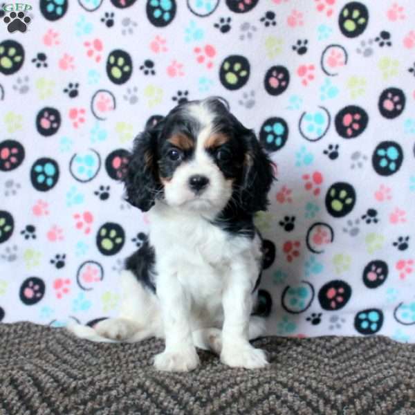 Betty, Cavalier King Charles Spaniel Puppy