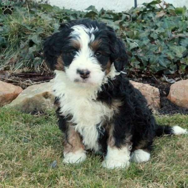 Billy, Mini Bernedoodle Puppy