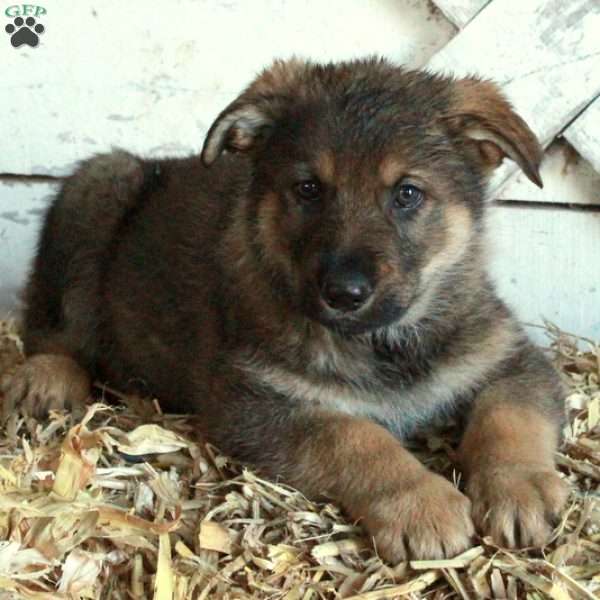 Billy, German Shepherd Puppy