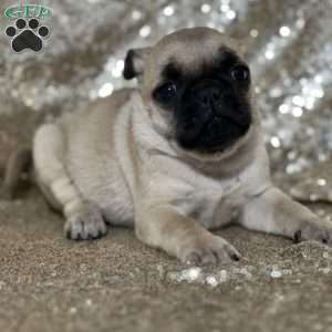 Silver grey best sale pugs for sale