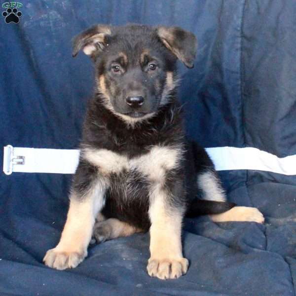 Blaire, German Shepherd Puppy