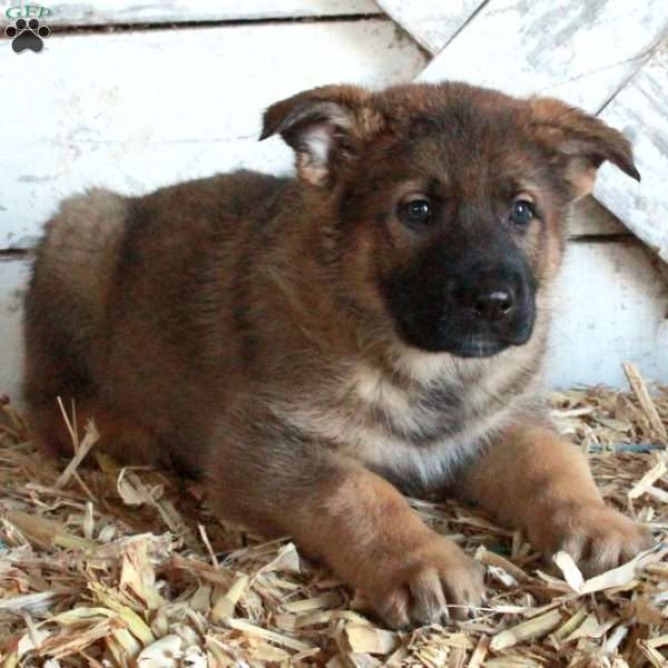 Blake, German Shepherd Puppy