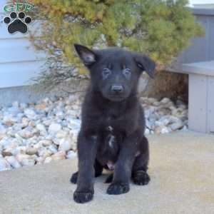 German shepherd puppies store greenfield