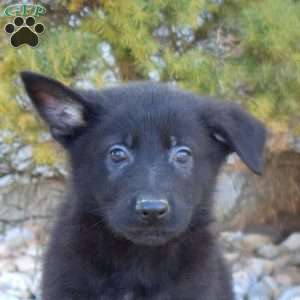 Bolt, German Shepherd Puppy