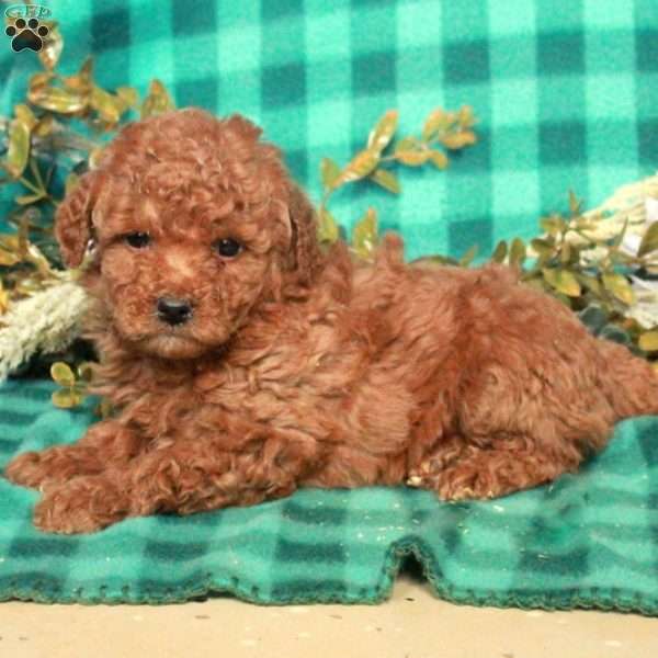 Bonnie, Miniature Poodle Puppy