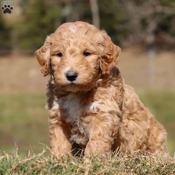 Beau, Goldendoodle Puppy