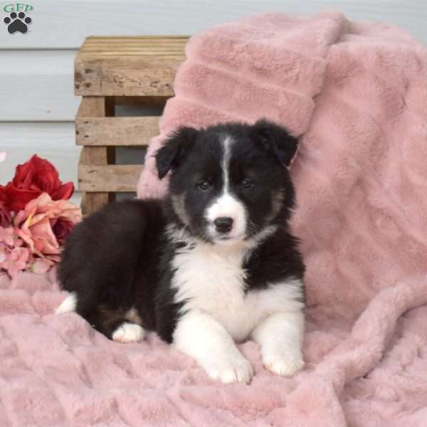 33+ Border Collie Puppies For Sale Colorado
