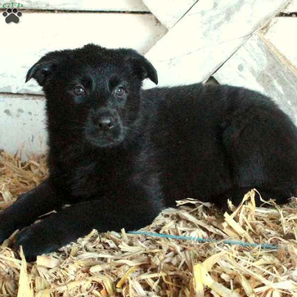 Bria, German Shepherd Puppy