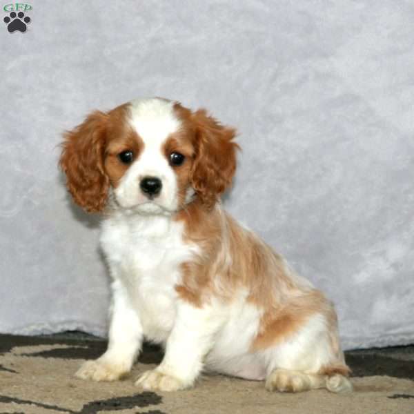 Brianna, Cavalier King Charles Spaniel Puppy