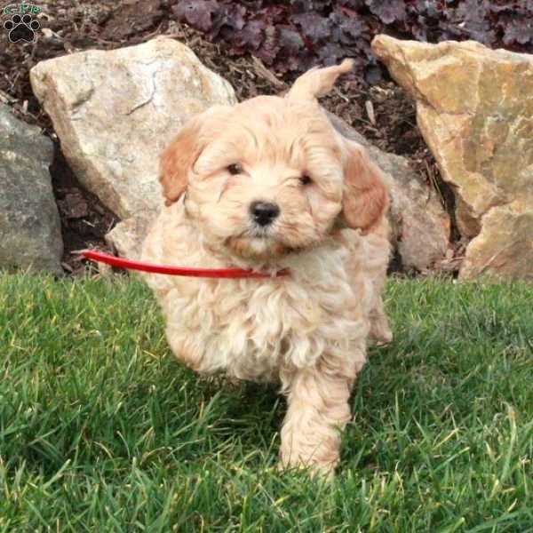Brielle, Mini Goldendoodle Puppy