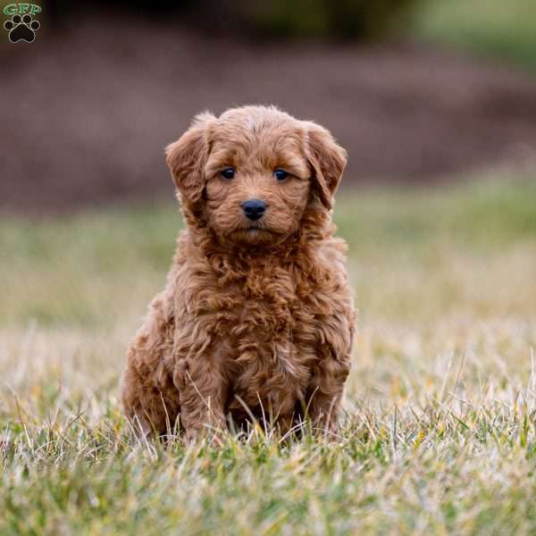 Brinley, Mini Goldendoodle Puppy