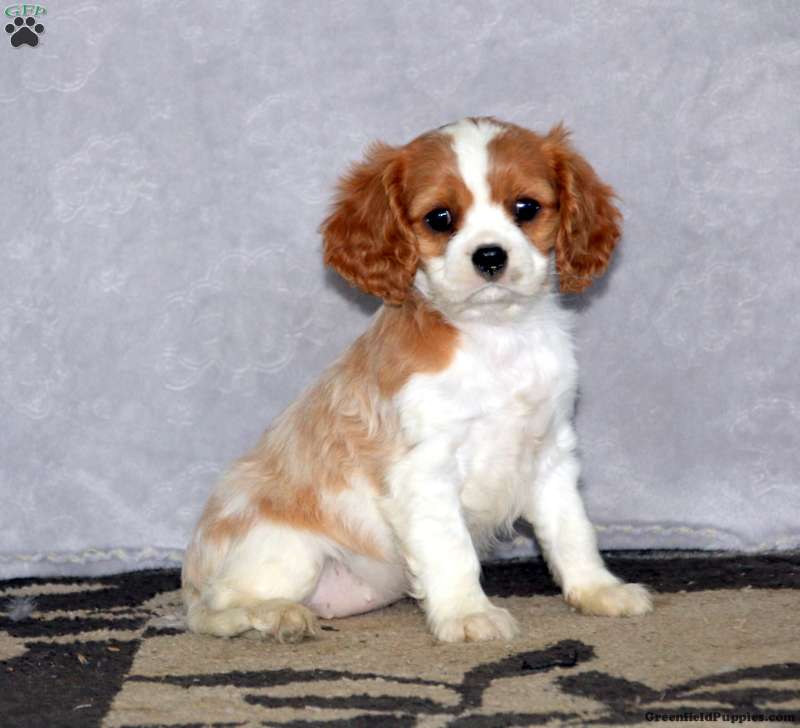 Brooke - Cavalier King Charles Spaniel Puppy For Sale in Pennsylvania