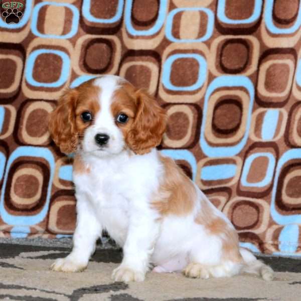 Bryce, Cavalier King Charles Spaniel Puppy