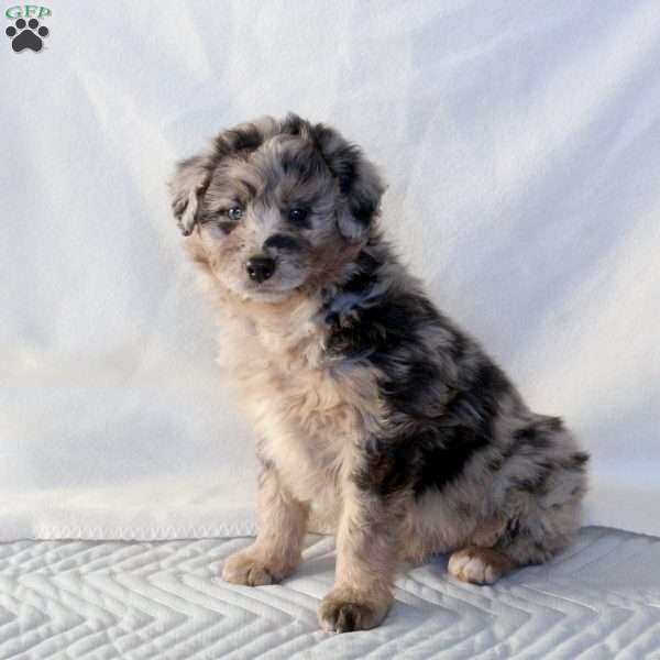 Bryson, Mini Aussiedoodle Puppy