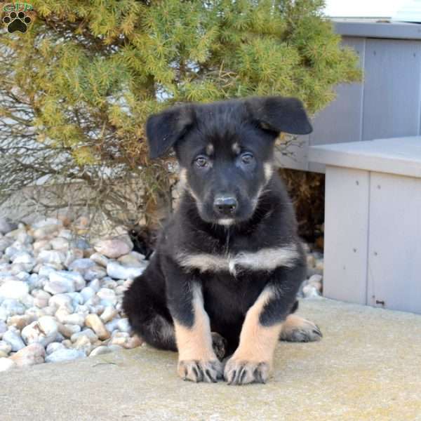 Buddy, German Shepherd Puppy