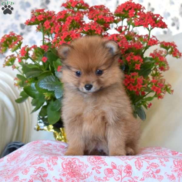 Buddy, Pomeranian Puppy