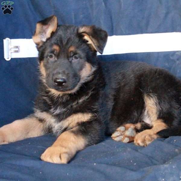 Buster, German Shepherd Puppy