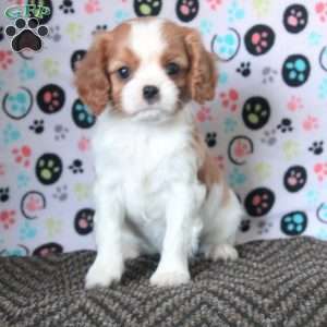 Buster, Cavalier King Charles Spaniel Puppy