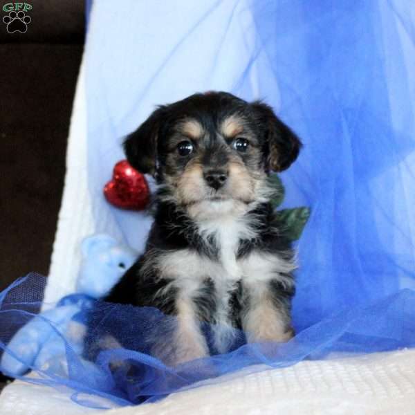 Buster, Yorkie Poo Puppy