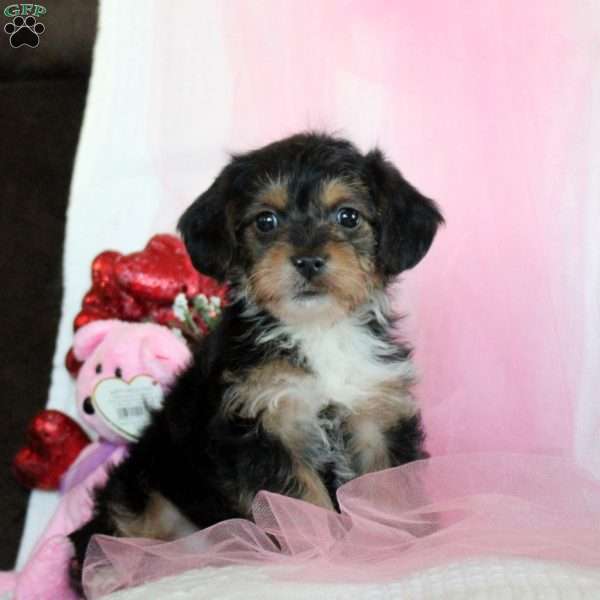 Buttons, Yorkie Poo Puppy