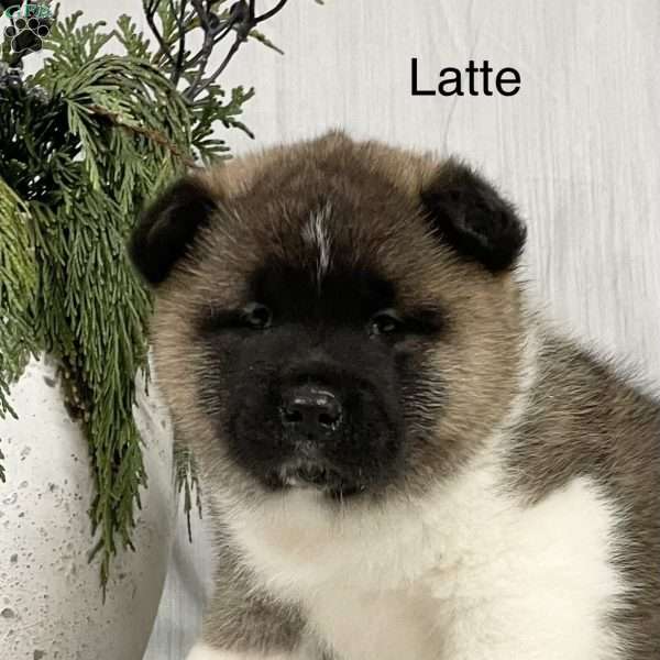 Latte, Akita Puppy