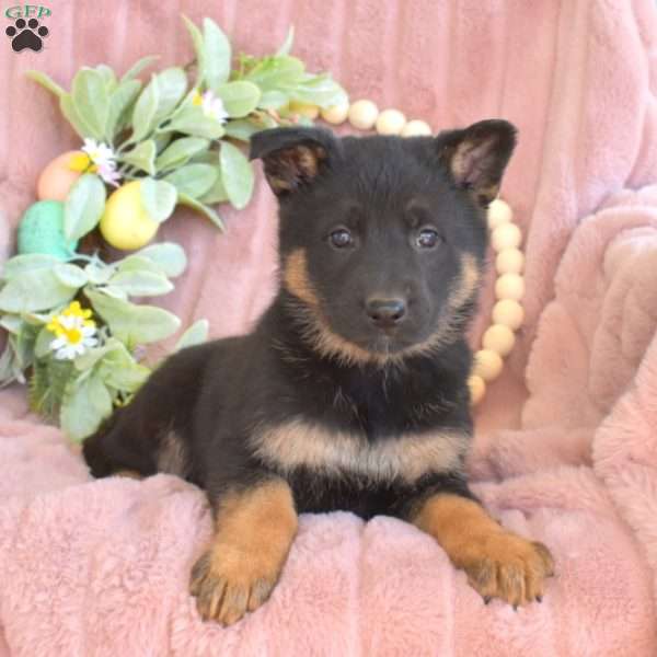 Cali, German Shepherd Puppy